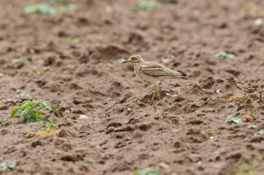 Avrupa taş kıvrımlı Burhinus oedicnemus toprakta koşuyor