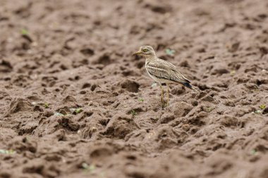 Avrupa taş kıvrımlı Burhinus oedicnemus toprakta koşuyor