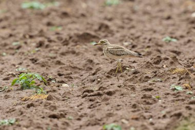 Avrupa taş kıvrımlı Burhinus oedicnemus toprakta koşuyor