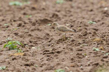 Avrupa taş kıvrımlı Burhinus oedicnemus toprakta koşuyor
