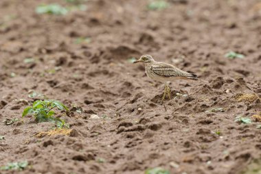 Avrupa taş kıvrımlı Burhinus oedicnemus toprakta koşuyor