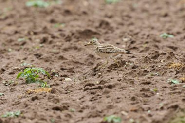 Avrupa taş kıvrımlı Burhinus oedicnemus toprakta koşuyor
