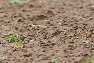 Avrupa taş kıvrımlı Burhinus oedicnemus toprakta koşuyor