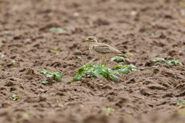 Avrupa taş kıvrımlı Burhinus oedicnemus toprakta koşuyor