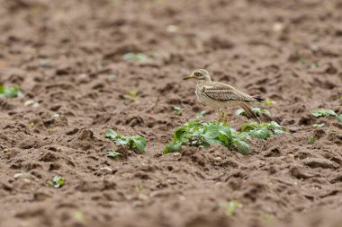 Avrupa taş kıvrımlı Burhinus oedicnemus toprakta koşuyor