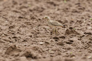 Avrupa taş kıvrımlı Burhinus oedicnemus toprakta koşuyor