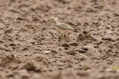 Avrupa taş kıvrımlı Burhinus oedicnemus toprakta koşuyor
