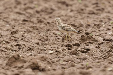 Avrupa taş kıvrımlı Burhinus oedicnemus toprakta koşuyor
