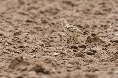 Avrupa taş kıvrımlı Burhinus oedicnemus toprakta koşuyor