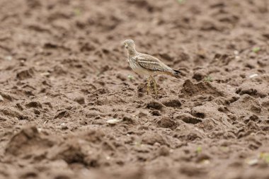 Avrupa taş kıvrımlı Burhinus oedicnemus toprakta koşuyor