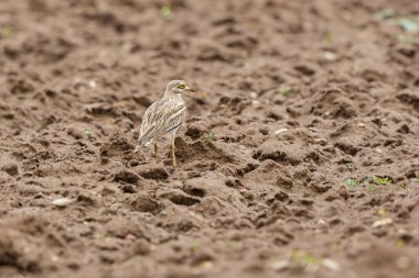 Avrupa taş kıvrımlı Burhinus oedicnemus toprakta koşuyor