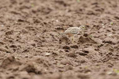 Avrupa taş kıvrımlı Burhinus oedicnemus toprakta koşuyor