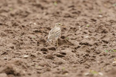 Avrupa taş kıvrımlı Burhinus oedicnemus toprakta koşuyor