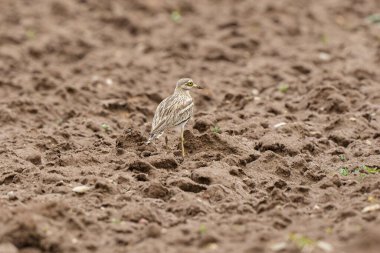 Avrupa taş kıvrımlı Burhinus oedicnemus toprakta koşuyor