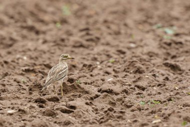 Avrupa taş kıvrımlı Burhinus oedicnemus toprakta koşuyor