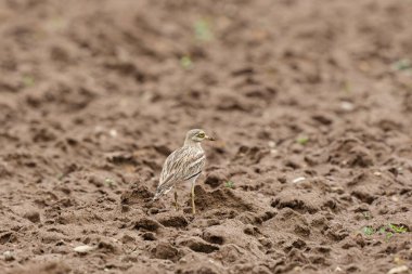 Avrupa taş kıvrımlı Burhinus oedicnemus toprakta koşuyor