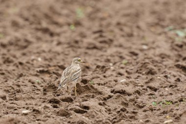 Avrupa taş kıvrımlı Burhinus oedicnemus toprakta koşuyor