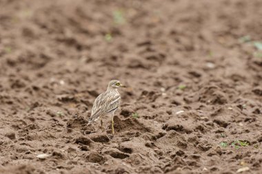 Avrupa taş kıvrımlı Burhinus oedicnemus toprakta koşuyor
