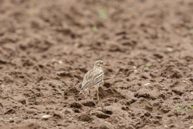 Avrupa taş kıvrımlı Burhinus oedicnemus toprakta koşuyor