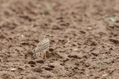 Avrupa taş kıvrımlı Burhinus oedicnemus toprakta koşuyor