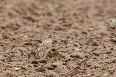 Avrupa taş kıvrımlı Burhinus oedicnemus toprakta koşuyor