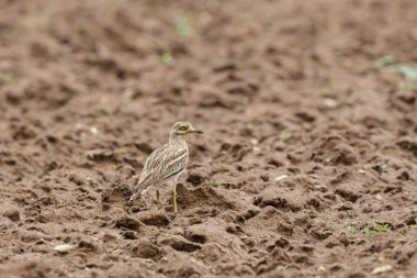 Avrupa taş kıvrımlı Burhinus oedicnemus toprakta koşuyor