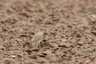 Avrupa taş kıvrımlı Burhinus oedicnemus toprakta koşuyor