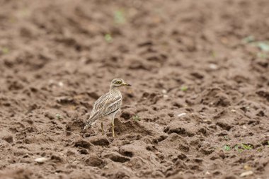 Avrupa taş kıvrımlı Burhinus oedicnemus toprakta koşuyor