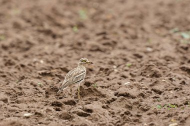 Avrupa taş kıvrımlı Burhinus oedicnemus toprakta koşuyor