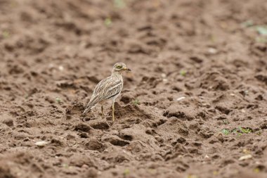 Avrupa taş kıvrımlı Burhinus oedicnemus toprakta koşuyor