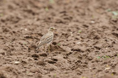Avrupa taş kıvrımlı Burhinus oedicnemus toprakta koşuyor