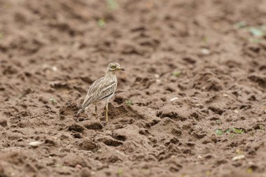Avrupa taş kıvrımlı Burhinus oedicnemus toprakta koşuyor