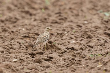 Avrupa taş kıvrımlı Burhinus oedicnemus toprakta koşuyor