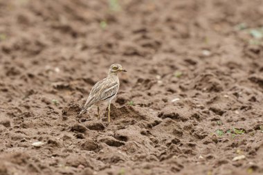 Avrupa taş kıvrımlı Burhinus oedicnemus toprakta koşuyor
