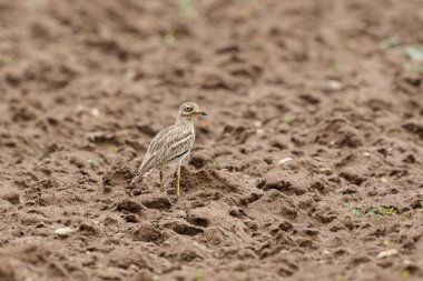 Avrupa taş kıvrımlı Burhinus oedicnemus toprakta koşuyor