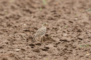 Avrupa taş kıvrımlı Burhinus oedicnemus toprakta koşuyor