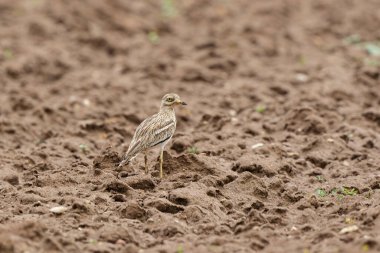 Avrupa taş kıvrımlı Burhinus oedicnemus toprakta koşuyor