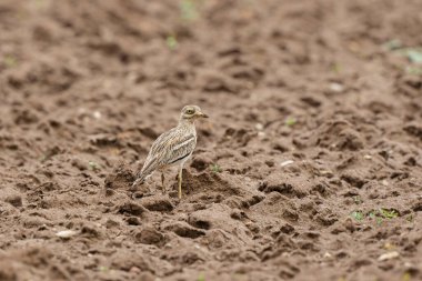 Avrupa taş kıvrımlı Burhinus oedicnemus toprakta koşuyor