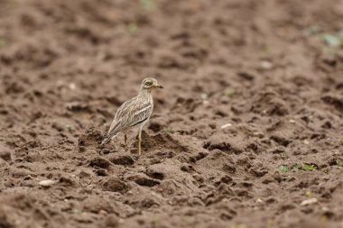 Avrupa taş kıvrımlı Burhinus oedicnemus toprakta koşuyor