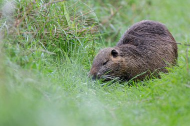 Myocastor coypus 'ta Nutria Coypu