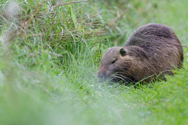 Myocastor coypus 'ta Nutria Coypu