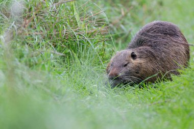 Myocastor coypus 'ta Nutria Coypu
