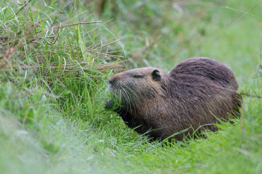 Myocastor coypus 'ta Nutria Coypu