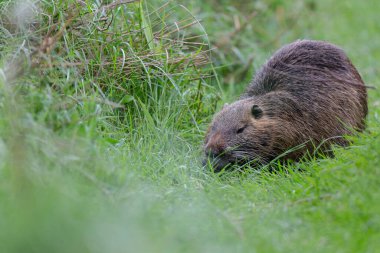 Myocastor coypus 'ta Nutria Coypu