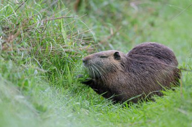 Myocastor coypus 'ta Nutria Coypu