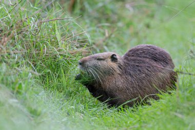 Myocastor coypus 'ta Nutria Coypu