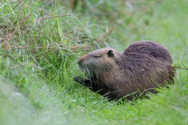 Myocastor coypus 'ta Nutria Coypu