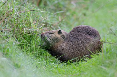 Myocastor coypus 'ta Nutria Coypu