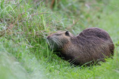 Myocastor coypus 'ta Nutria Coypu