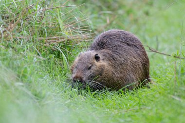 Myocastor coypus 'ta Nutria Coypu